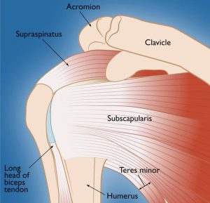 ROTATOR CUFF