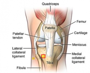 knee injuries