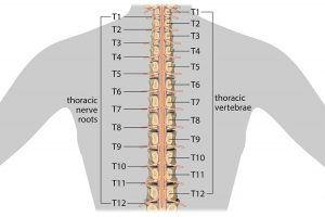 thoracic spine mobility