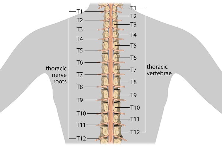 thoracic spine mobility