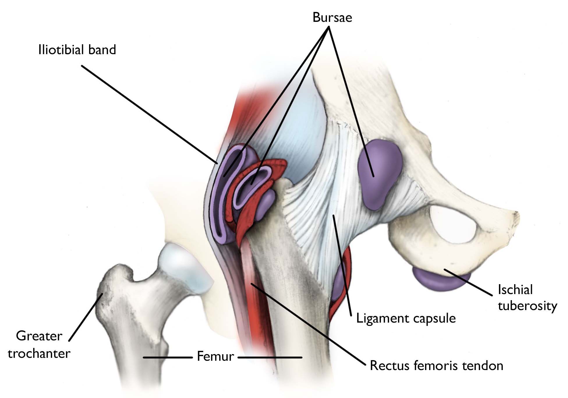 External Snapping Hip Syndrome (Iliotibial Band Syndrome) – Hip  Preservation Institute